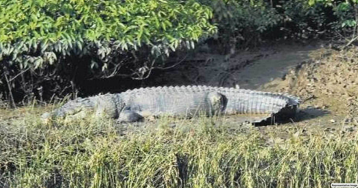 Crocodile kills 10-year-old boy in Odisha's Kendrapara, half-eaten body found